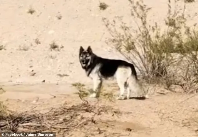 Abandoned Husky in Arizona Desert Uncovers Policy's Unintended Consequences
