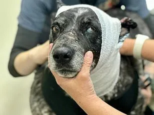 Abandoned Husky in Arizona Desert Uncovers Policy's Unintended Consequences