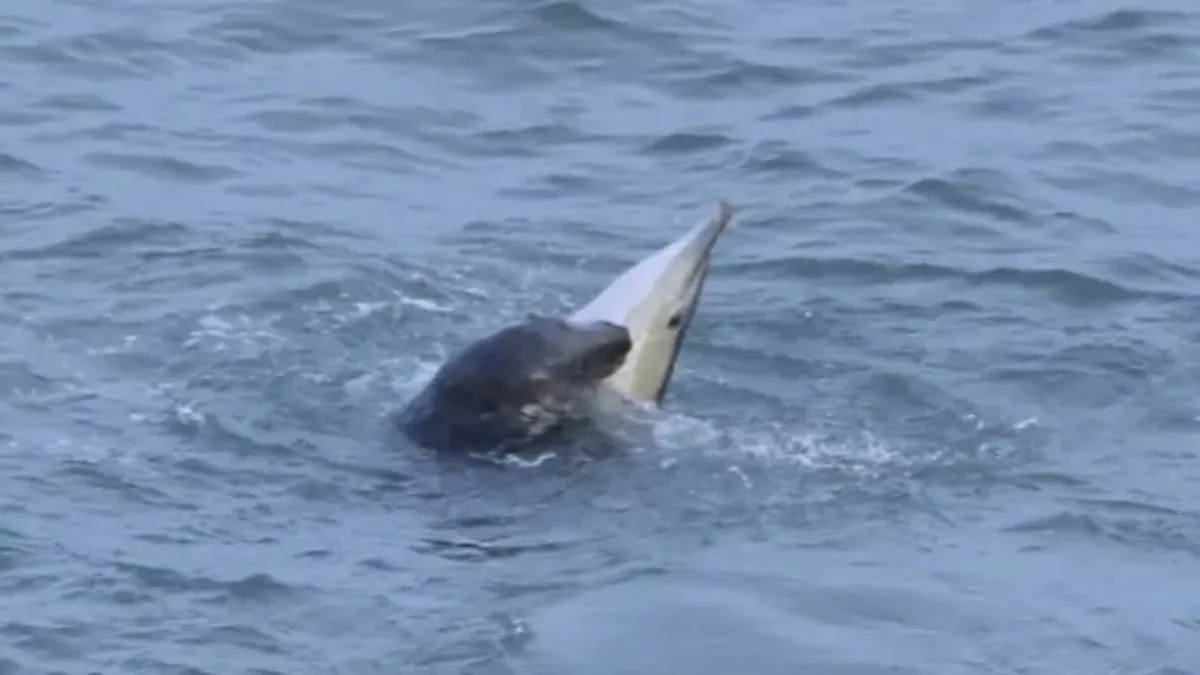 Killer Seals Spark Safety Concerns After Dolphin Attacks in UK Waters
