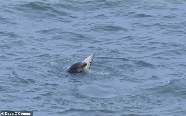 Killer Seals Spark Safety Concerns After Dolphin Attacks in UK Waters