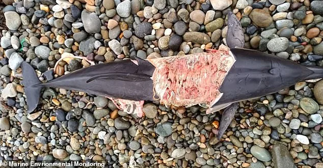 Killer Seals Spark Safety Concerns After Dolphin Attacks in UK Waters