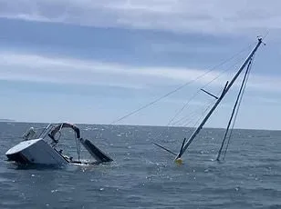 Killer Seals Spark Safety Concerns After Dolphin Attacks in UK Waters