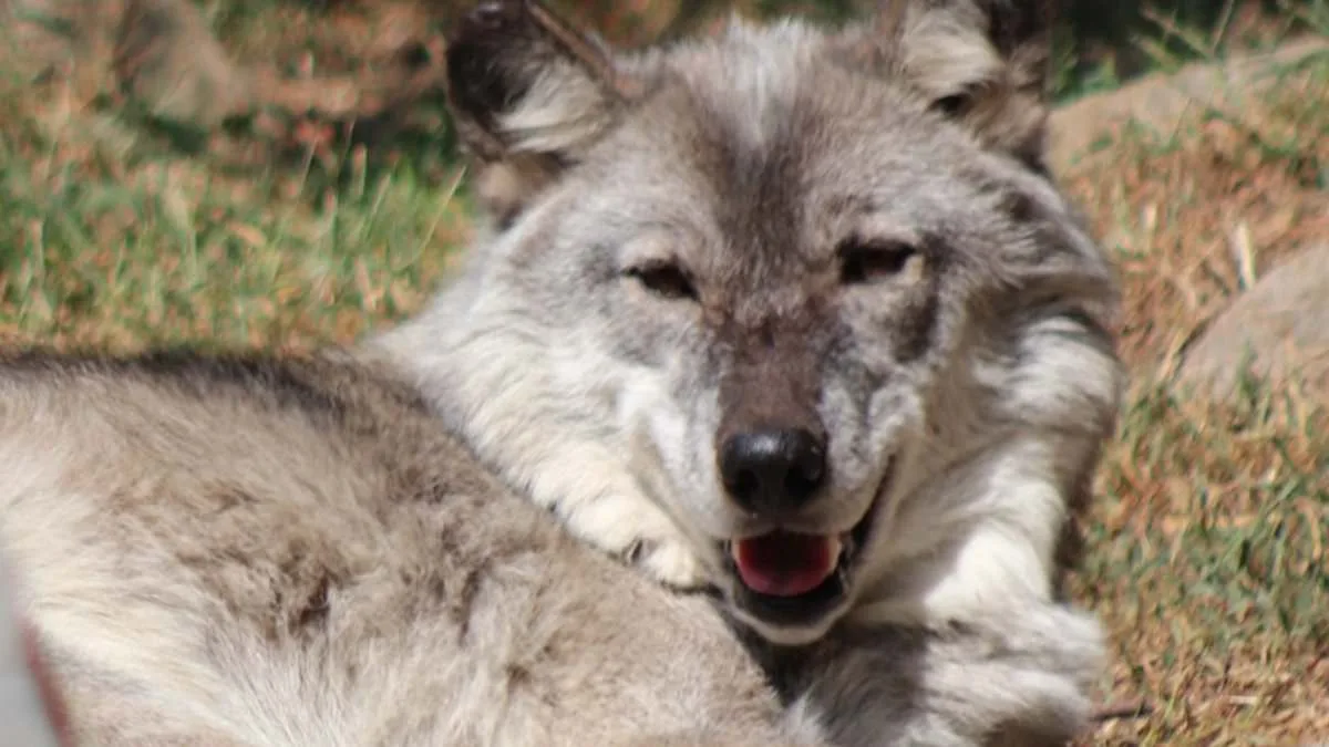 Toddler Injured by Wolf at Hersheypark Zoo Sparks Safety Debate