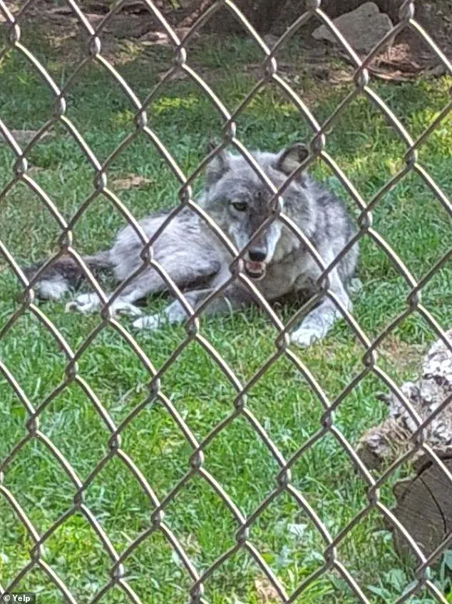 Toddler Injured by Wolf at Hersheypark Zoo Sparks Safety Debate