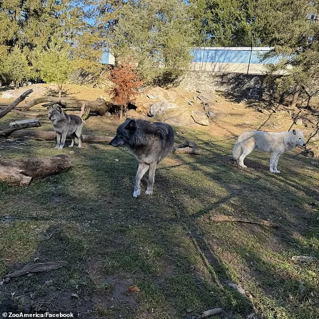 Toddler Injured by Wolf at Hersheypark Zoo Sparks Safety Debate
