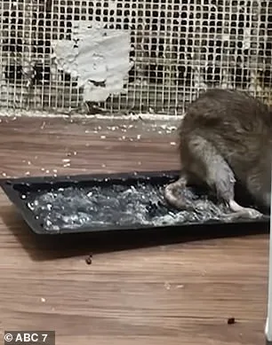 Breast Cancer Survivor's Bronx Apartment Plagued by Severe Rat Infestation Despite HPD Citations