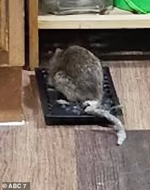 Breast Cancer Survivor's Bronx Apartment Plagued by Severe Rat Infestation Despite HPD Citations