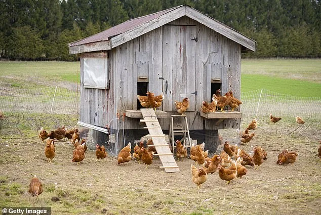 Chicken Coop Standoff in West Virginia Leaves Intruder Hospitalized, Sparks Legal Storm