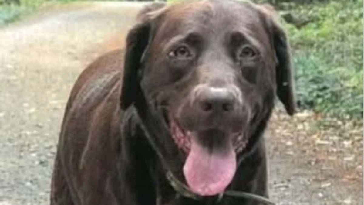 Beloved Labrador Electrocuted After Stepping Into Puddle; OSHA Warns of 68-Volt Danger