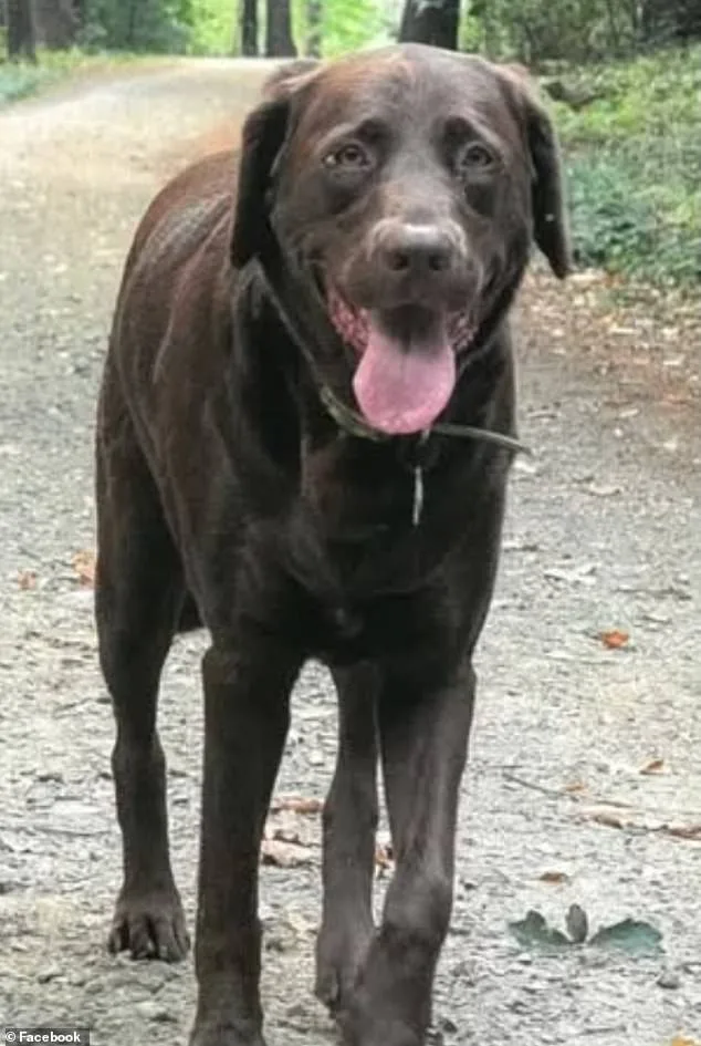Beloved Labrador Electrocuted After Stepping Into Puddle; OSHA Warns of 68-Volt Danger