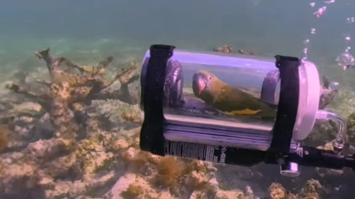 Parrot Takes Underwater Adventure in Custom Submarine, Goes Viral