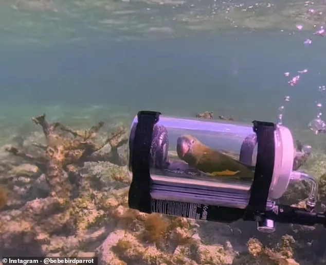 Parrot Takes Underwater Adventure in Custom Submarine, Goes Viral