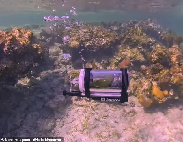 Parrot Takes Underwater Adventure in Custom Submarine, Goes Viral