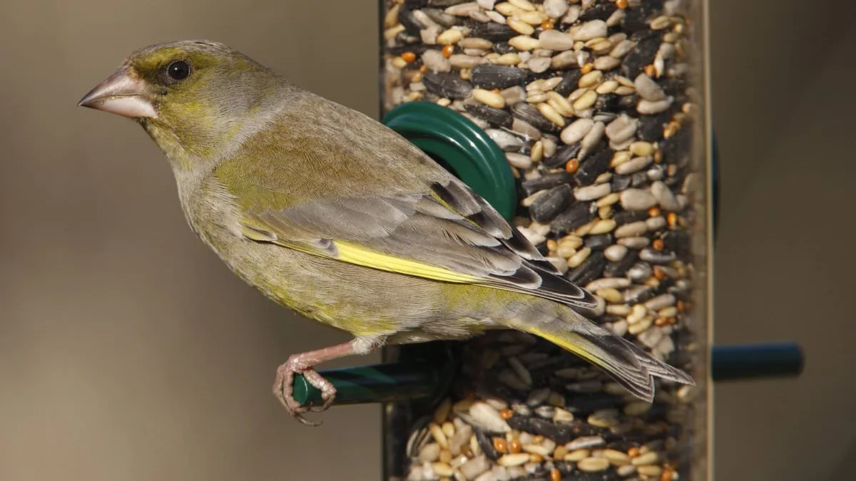 RSPB Warns of 67% Greenfinch Decline Linked to Trichomonosis Outbreak