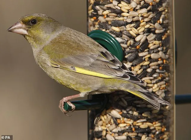 RSPB Warns of 67% Greenfinch Decline Linked to Trichomonosis Outbreak