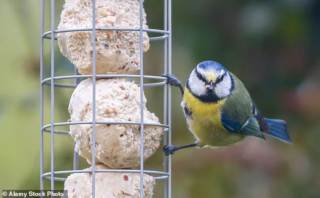 RSPB Warns of 67% Greenfinch Decline Linked to Trichomonosis Outbreak