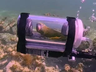 RSPB Warns of 67% Greenfinch Decline Linked to Trichomonosis Outbreak