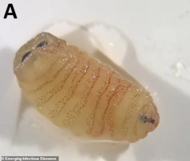 Baffling Case of Sheep Farmer Sneezing Live Worms Sparks Global Concern Over Zoonotic Disease Risks