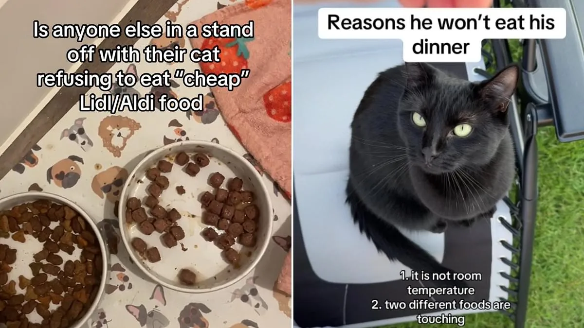 Cats Abandon Meals Due to Boredom, Not Fullness, Study Reveals