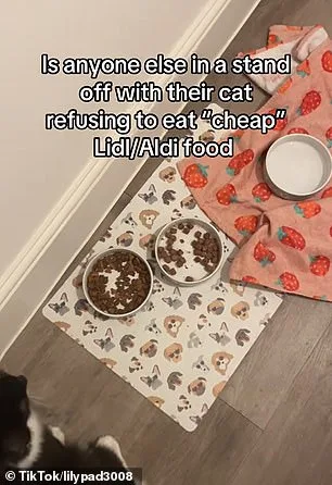 Cats Abandon Meals Due to Boredom, Not Fullness, Study Reveals