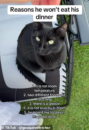 Cats Abandon Meals Due to Boredom, Not Fullness, Study Reveals