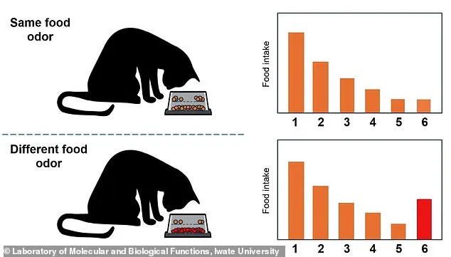 Cats Abandon Meals Due to Boredom, Not Fullness, Study Reveals