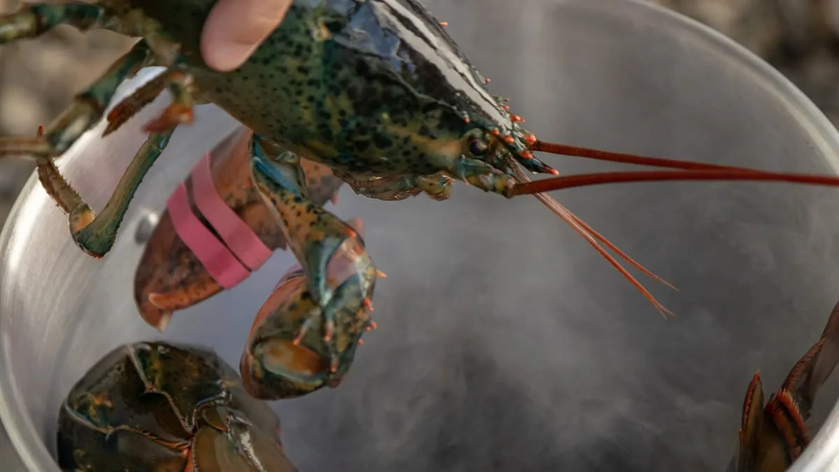 New Research Suggests Lobsters Feel Pain, Prompting Debate on Boiling Alive Practices