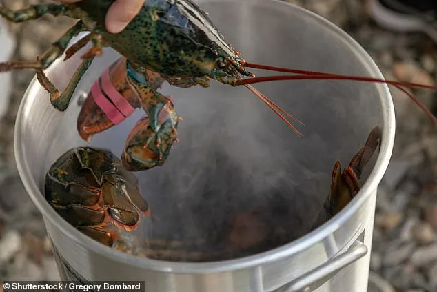 New Research Suggests Lobsters Feel Pain, Prompting Debate on Boiling Alive Practices