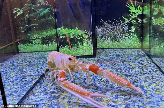 New Research Suggests Lobsters Feel Pain, Prompting Debate on Boiling Alive Practices