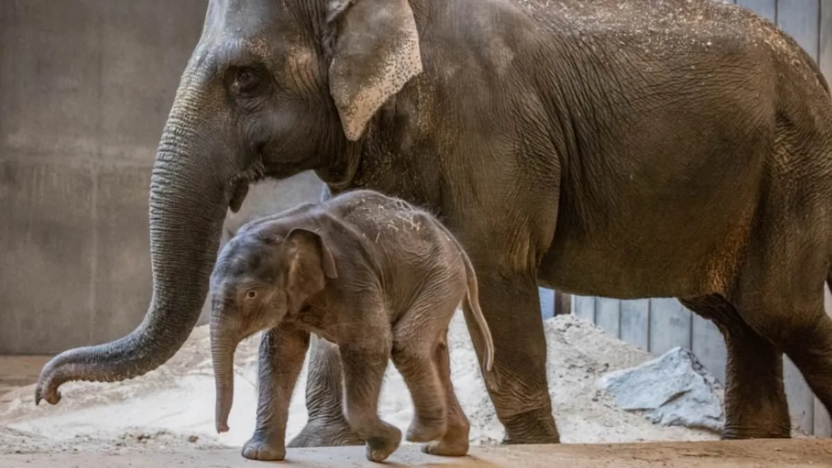Heartbreak at the Zoo: Newborn Elephant's Uncertain Fate.