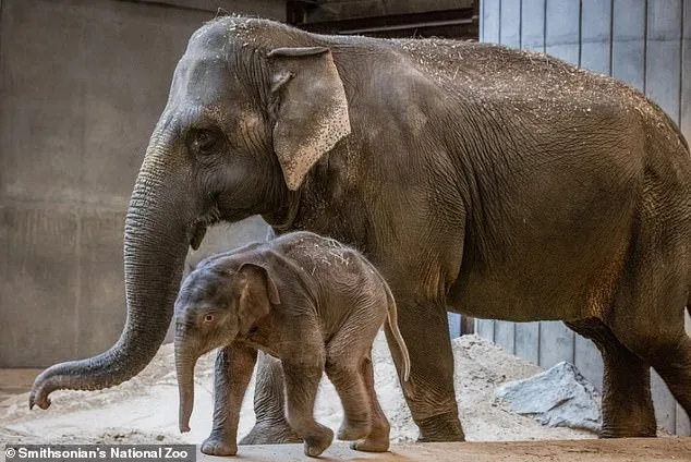 Heartbreak at the Zoo: Newborn Elephant's Uncertain Fate.