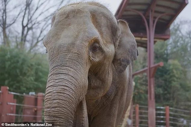 Heartbreak at the Zoo: Newborn Elephant's Uncertain Fate.
