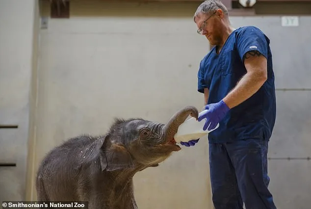 Heartbreak at the Zoo: Newborn Elephant's Uncertain Fate.