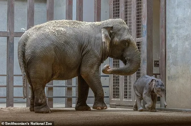 Heartbreak at the Zoo: Newborn Elephant's Uncertain Fate.
