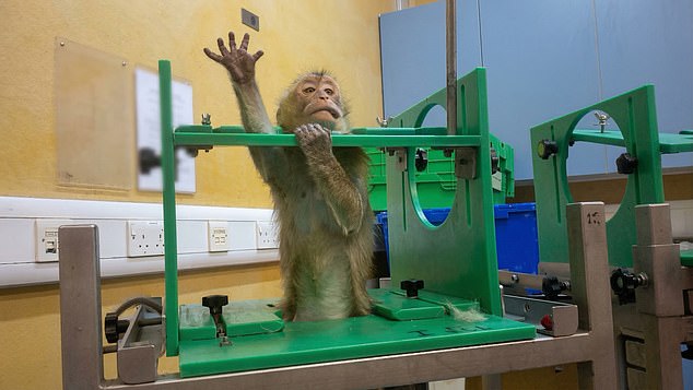 Macaques forced to swallow weight-loss drugs in UK labs