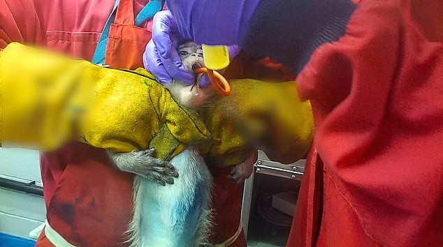 Macaques forced to swallow weight-loss drugs in UK labs