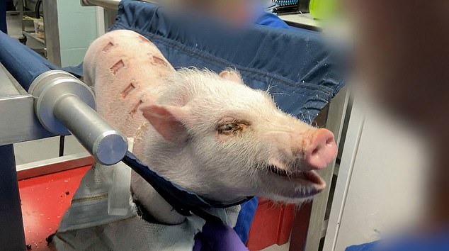 Macaques forced to swallow weight-loss drugs in UK labs