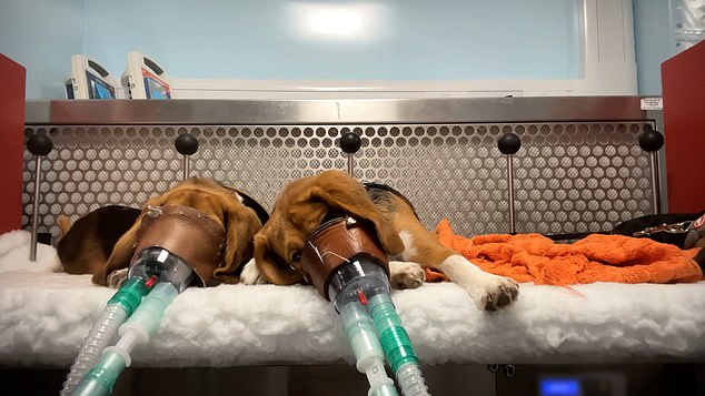 Macaques forced to swallow weight-loss drugs in UK labs