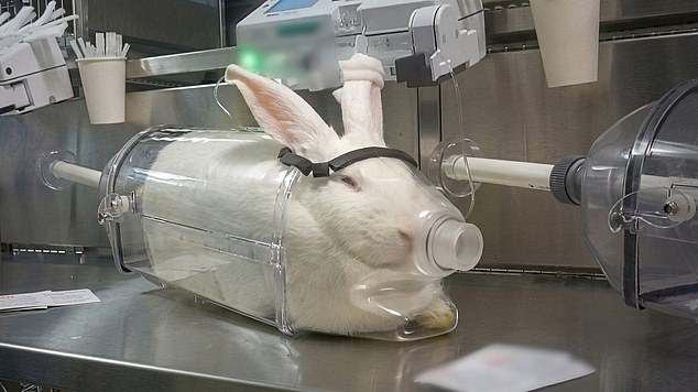 Macaques forced to swallow weight-loss drugs in UK labs