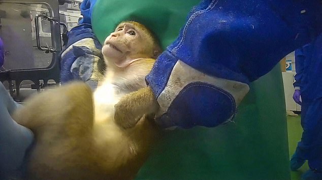 Macaques forced to swallow weight-loss drugs in UK labs
