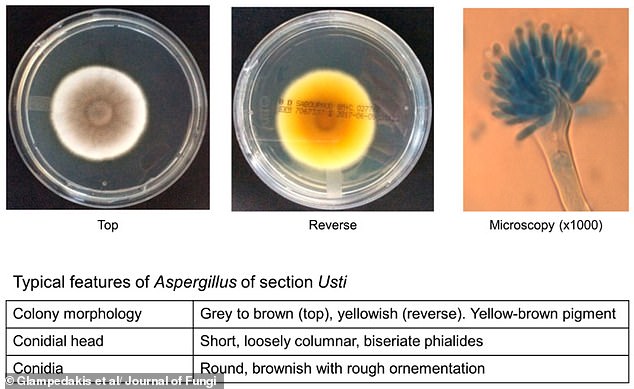 Resilient Aspergillus Fungus Survives Mars Conditions and NASA Cleanrooms