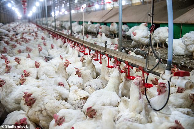 UK and US launch bird flu vaccine trial amid pandemic fears