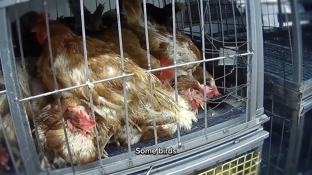 Undercover footage exposes filthy, inhumane conditions and public health risks at NYC live animal markets.