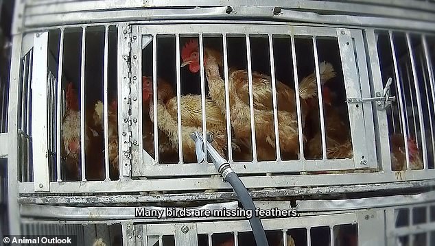 Undercover footage exposes filthy, inhumane conditions and public health risks at NYC live animal markets.