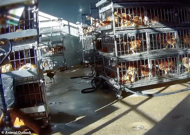 Undercover footage exposes filthy, inhumane conditions and public health risks at NYC live animal markets.