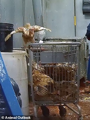 Undercover footage exposes filthy, inhumane conditions and public health risks at NYC live animal markets.