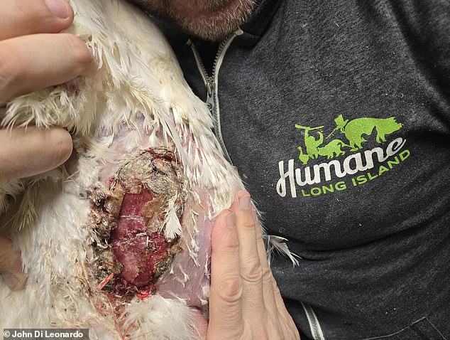 Undercover footage exposes filthy, inhumane conditions and public health risks at NYC live animal markets.