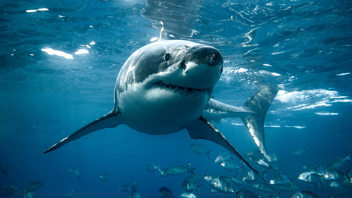 Rising Temperatures Could Bring Great White Sharks Back to British Waters