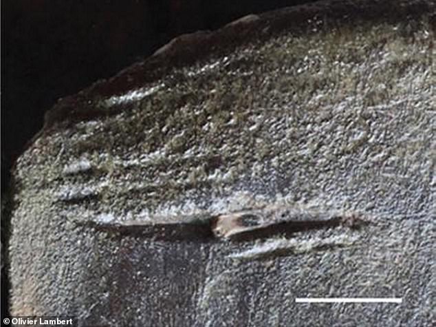 Rising Temperatures Could Bring Great White Sharks Back to British Waters