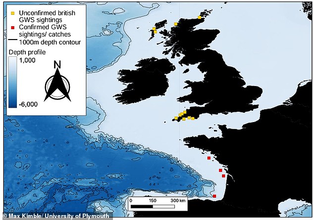Rising Temperatures Could Bring Great White Sharks Back to British Waters